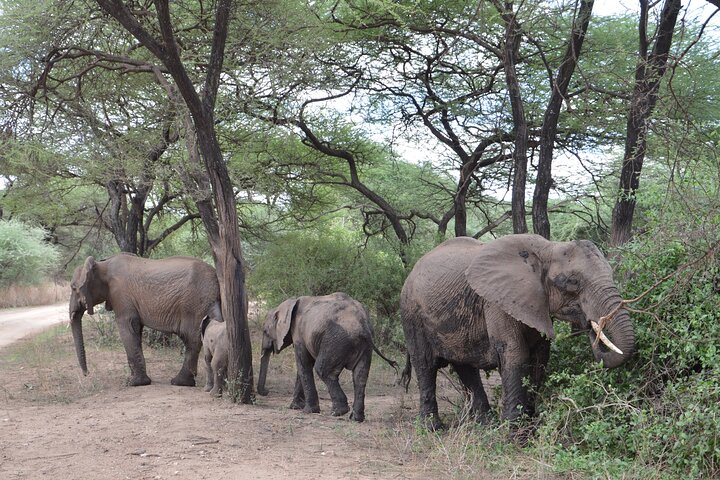 6-Day Classic Tanzania Safari | Tarangire, Serengeti & Ngorongoro