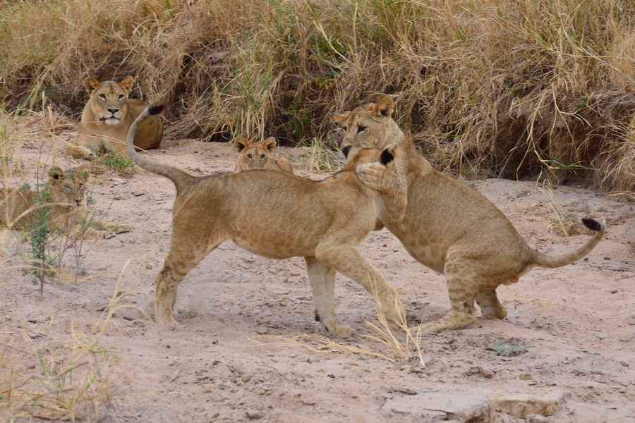 5-Day Serengeti & Ngorongoro Safari | Tarangire, Serengeti & Ngorongoro