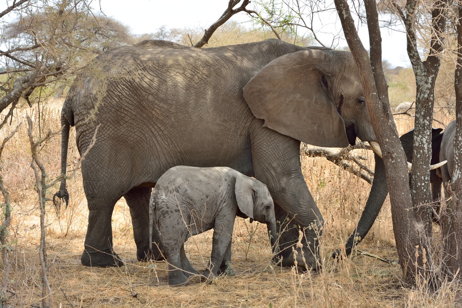 4-Day Tanzania Big Five Safari | Tarangire, Serengeti & Ngorongoro