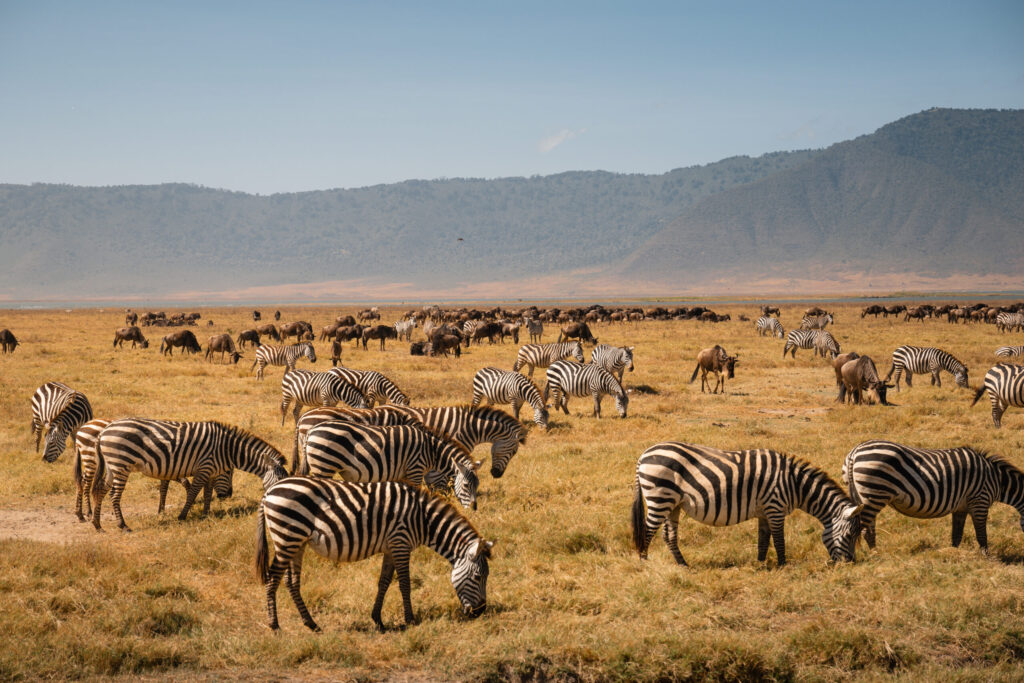 3-Day Tarangire, Ngorongoro & Lake Manyara Safari