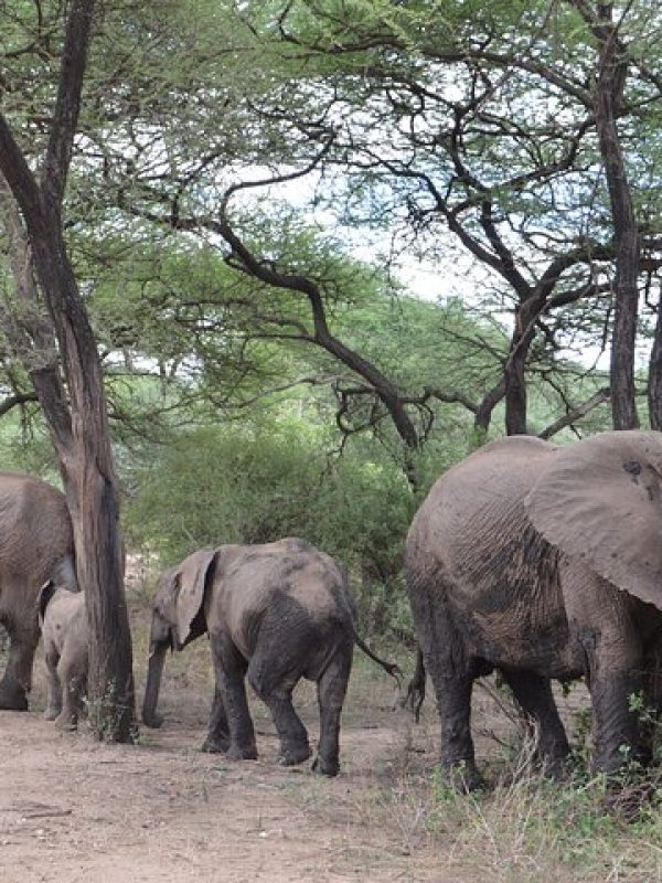 6-Day Classic Tanzania Safari | Tarangire, Serengeti & Ngorongoro
