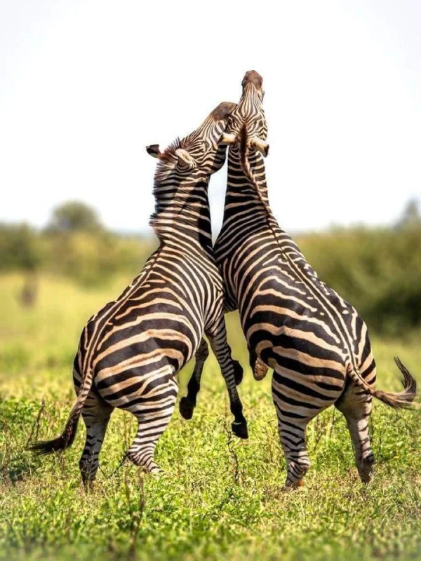 10-Day Tanzania Safari & Zanzibar Beach Holiday