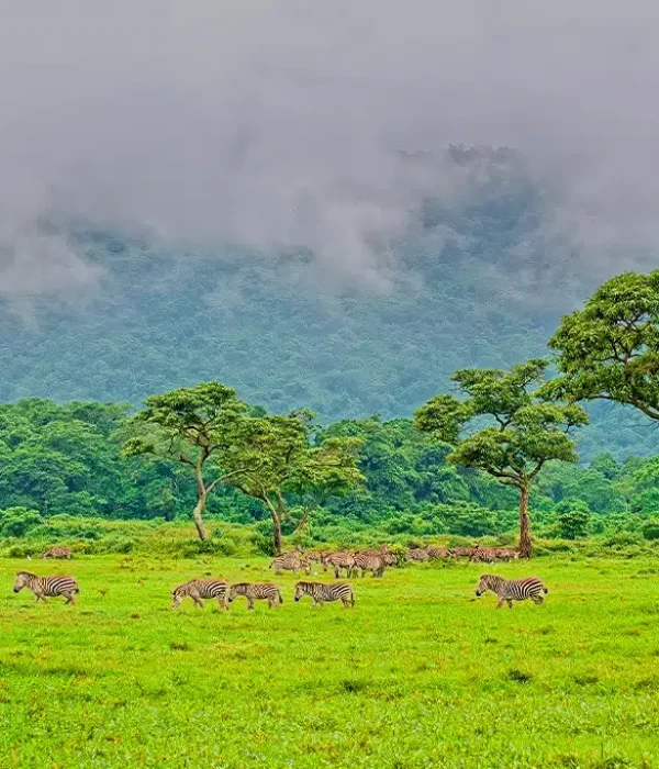 A-herd-of-zebras-grazing-in-the-green-grasslands-of-Arusha-National-Park-Tanzania-1.jpg