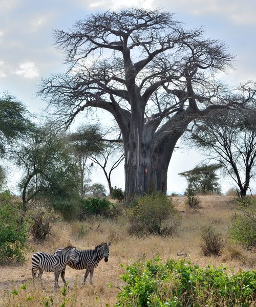 Tarangire National Park