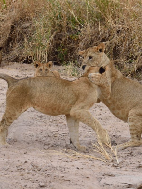 5-Day Serengeti & Ngorongoro Safari | Tarangire, Serengeti & Ngorongoro