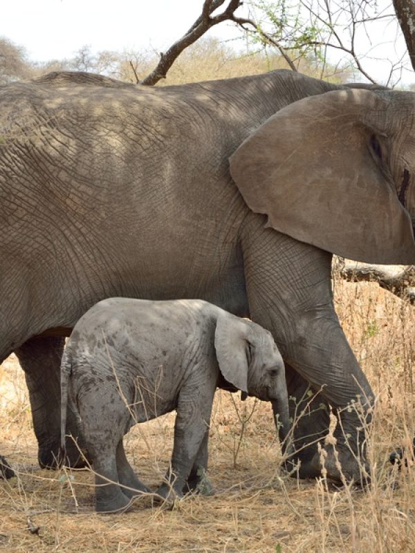 4-Day Tanzania Big Five Safari | Tarangire, Serengeti & Ngorongoro