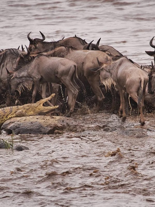 5-Day Serengeti Great Migration Safari