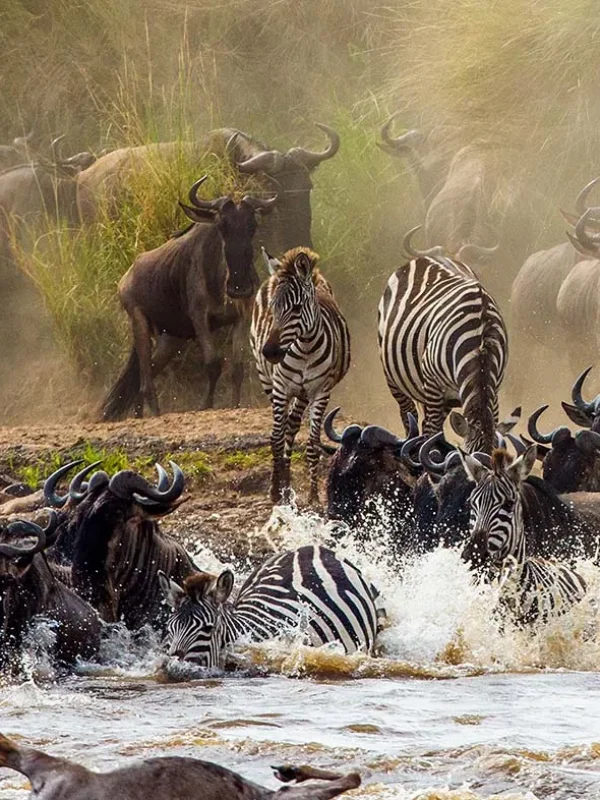 7-Day The Great Migration River Crossing Safari