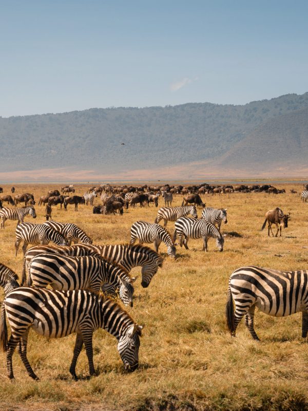 3-Day Tarangire, Ngorongoro & Lake Manyara Safari